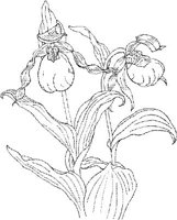 ORW016A.JPG