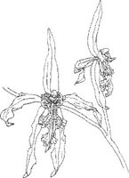 ORW013A.JPG