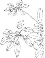 ORW011A.JPG