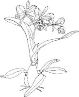 ORW009A.JPG