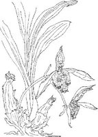 ORW008A.JPG