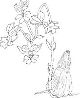 ORW007A.JPG