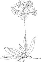 ORW006A.JPG