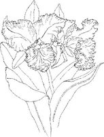 ORW005A.JPG