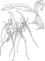 ORW004A.JPG