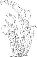 ORW001A.JPG