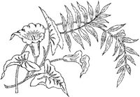 FLM115F.JPG