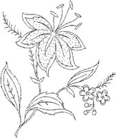 FLM111C.JPG