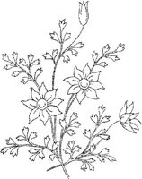 FLM105C.JPG