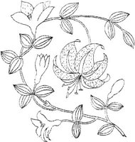 FLM104C.JPG
