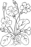FLM103E.JPG