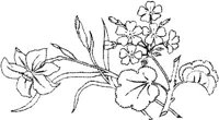FLM103C.JPG