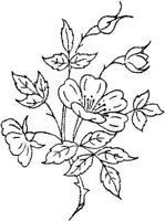 FLM102C.JPG