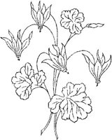 FLM049A.JPG