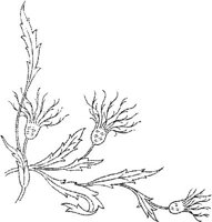FLM046D.JPG