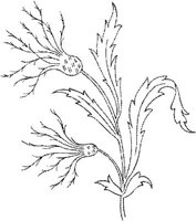 FLM046C.JPG