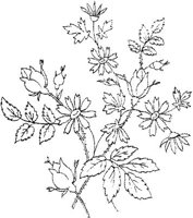 FLM045C.JPG