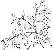 FLM043D.JPG