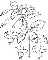 FLM043C.JPG
