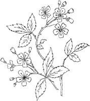 FLM043B.JPG
