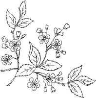 FLM043A.JPG