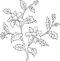 FLM041A.JPG