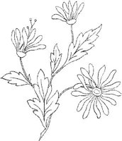 FLM036C.JPG
