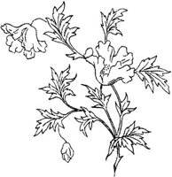 FLM034C.JPG