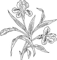 FLM034A.JPG