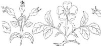 FLM023C.JPG