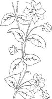 FLM020B.JPG
