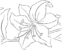 FLM019A.JPG