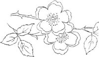 FLM018H.JPG