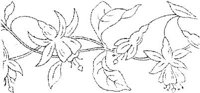 FLM018G.JPG