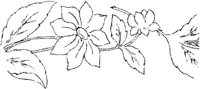 FLM015F.JPG