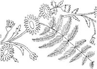 FLM015E.JPG
