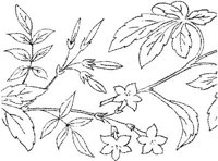 FLM015D.JPG