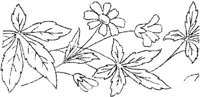 FLM015B.JPG