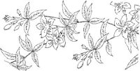 FLM012C.JPG