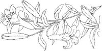 FLM012A.JPG