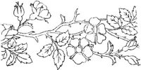 FLM009J.JPG