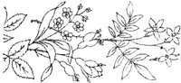 FLM009F.JPG