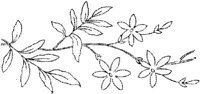 FLM009C.JPG