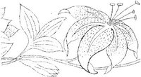 FLM008I.JPG