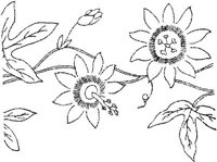 FLM008F.JPG