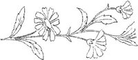 FLM008E.JPG