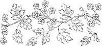 FLM008D.JPG