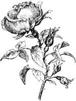 EAC003F.JPG