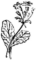 EAC001P.JPG