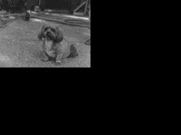 DOGS2.GIF